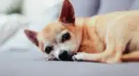How long do Chihuahuas live?