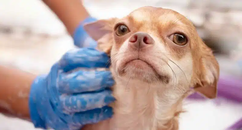 Bathing a dog