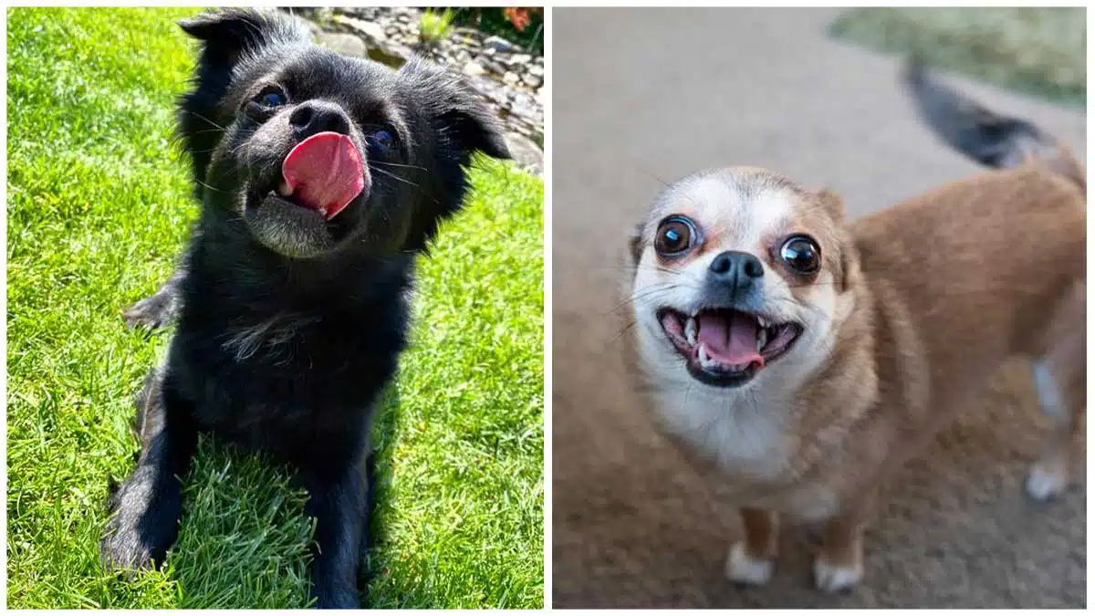 How I Used A Fart to regulate My Chihuahua