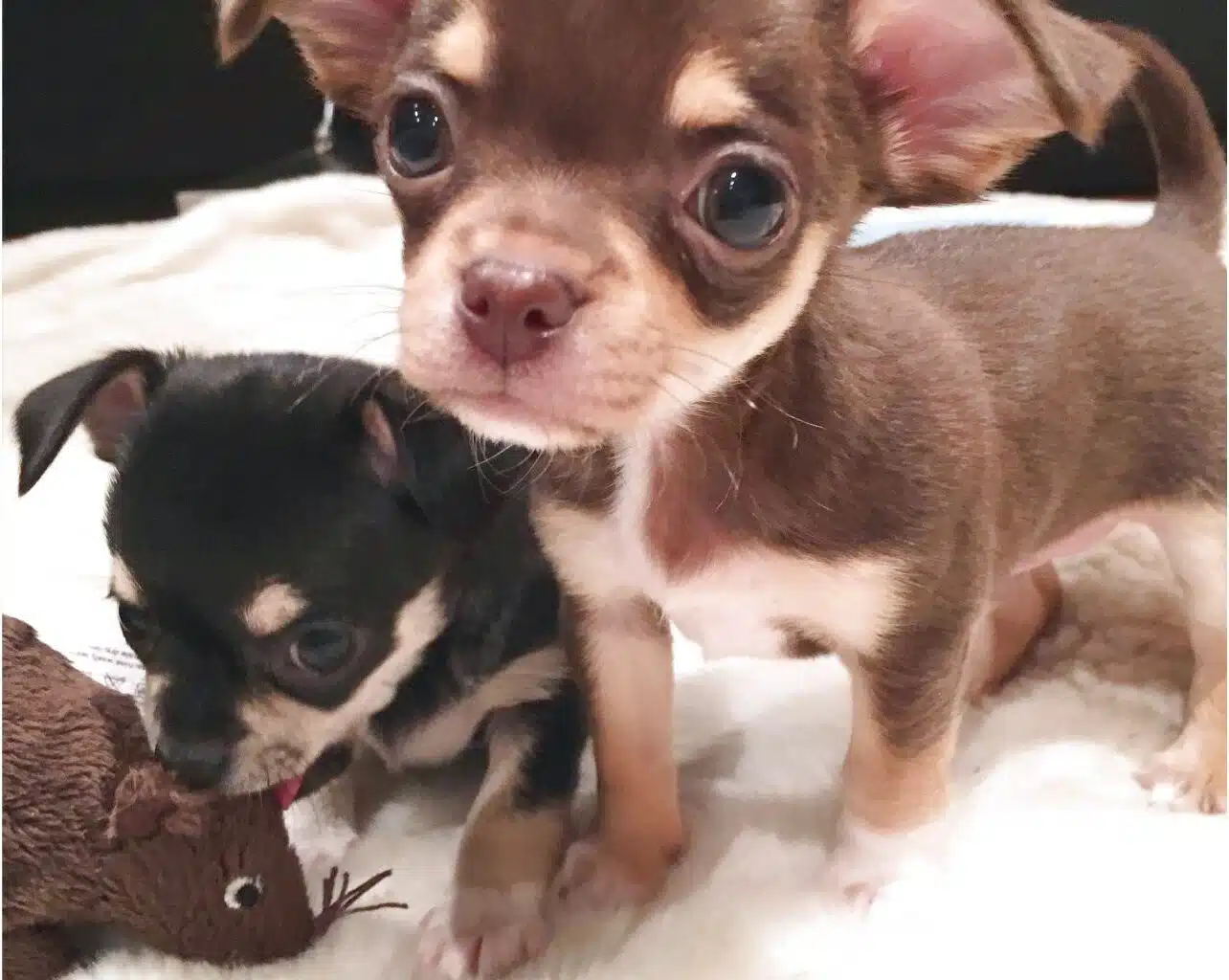 applehead chihuahua puppies for sale