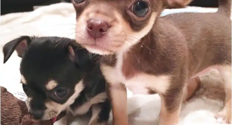 applehead chihuahua puppies for sale