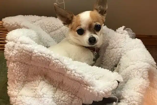 basket bed covered up