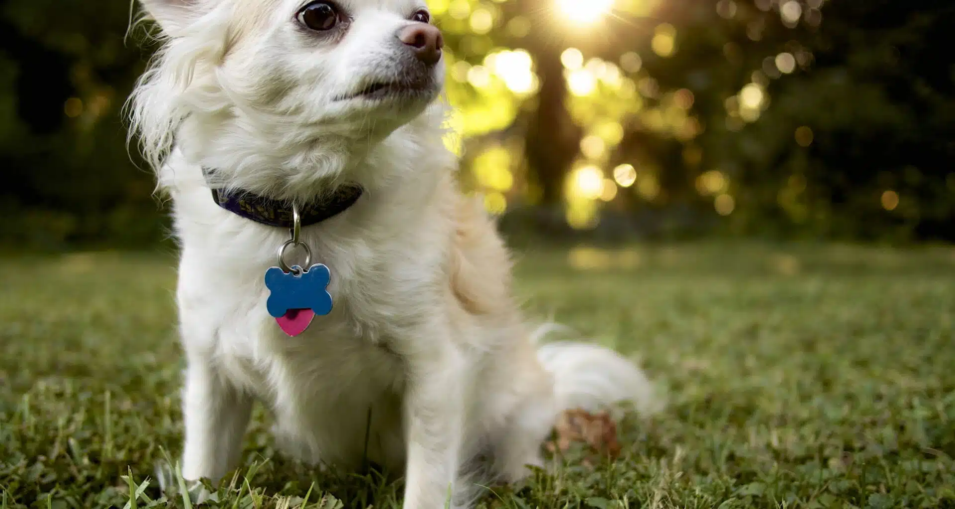 baxter lens flare long haired chihuahua dog wallpaper scaled
