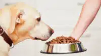 best dry dog food