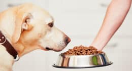 best dry dog food