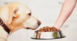 best dry dog food