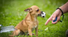 brown chihuahua in grass holding a ball and a womans finger with a clicker around her wrist pointing to the ground shutterstock 545684785 1