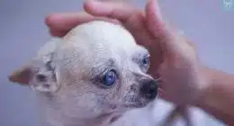 caring your old chihuahua