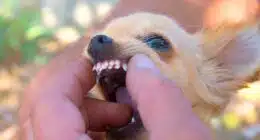 chihuahau openned mouth