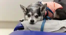 chihuahua lying down chair animal hospital 42667 1461