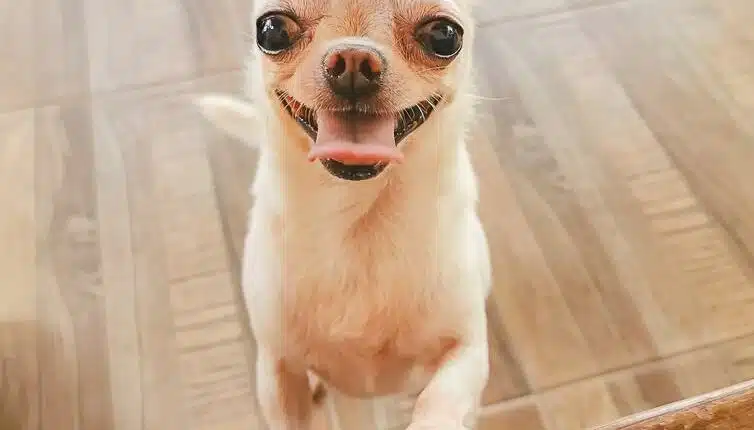 chihuahua smiles