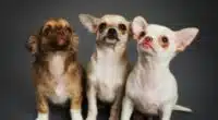 cute chihuahua pictures