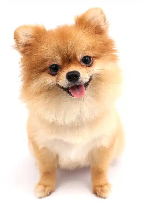 cute pomenarian dog smiles
