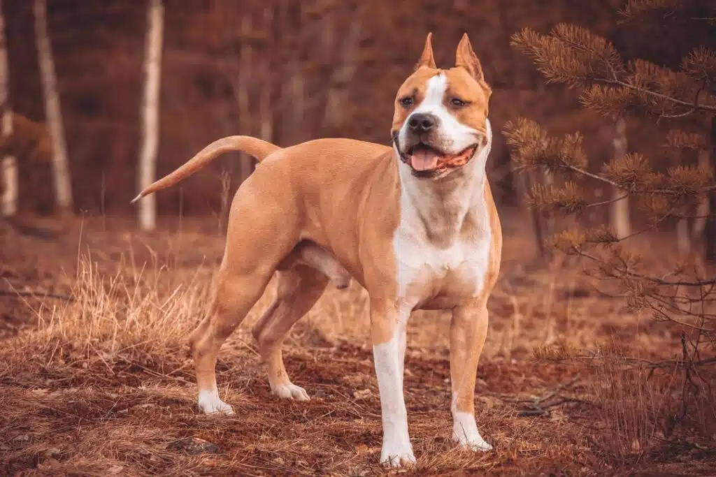 strong american pit bull terrier