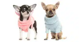 two chihuahua puppy dogs wearing 260nw 1035159787