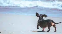 black chihuahua walking on seashore 2877832 1