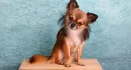 chihuahua 1850477 640 1