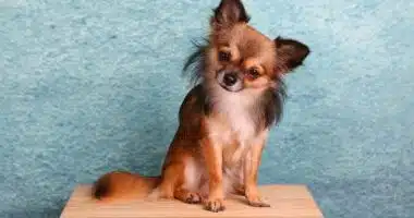 chihuahua 1850477 640 1