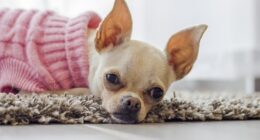 Health Concerns For Chihuahuas