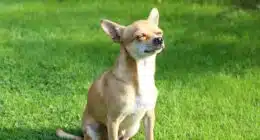 chihuahua 466236 640