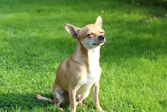 chihuahua 466236 640