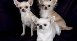 chihuahuas 530262 640