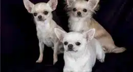 chihuahuas 530262 640