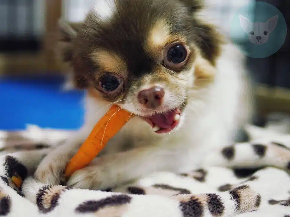 Vegetables Chihuahuas Can Eat - Carrots