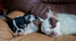 chihuahua temperament male vs female