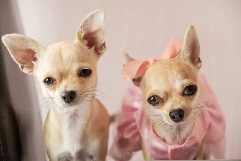 Chihuahua temperament: male vs female