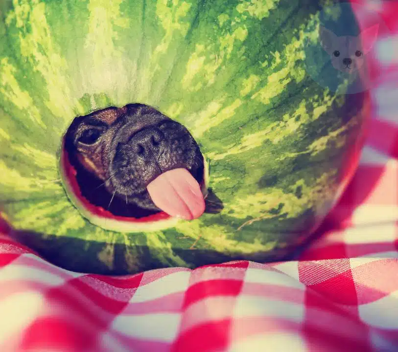 Fruits Chihuahuas Can Eat - Watermelon