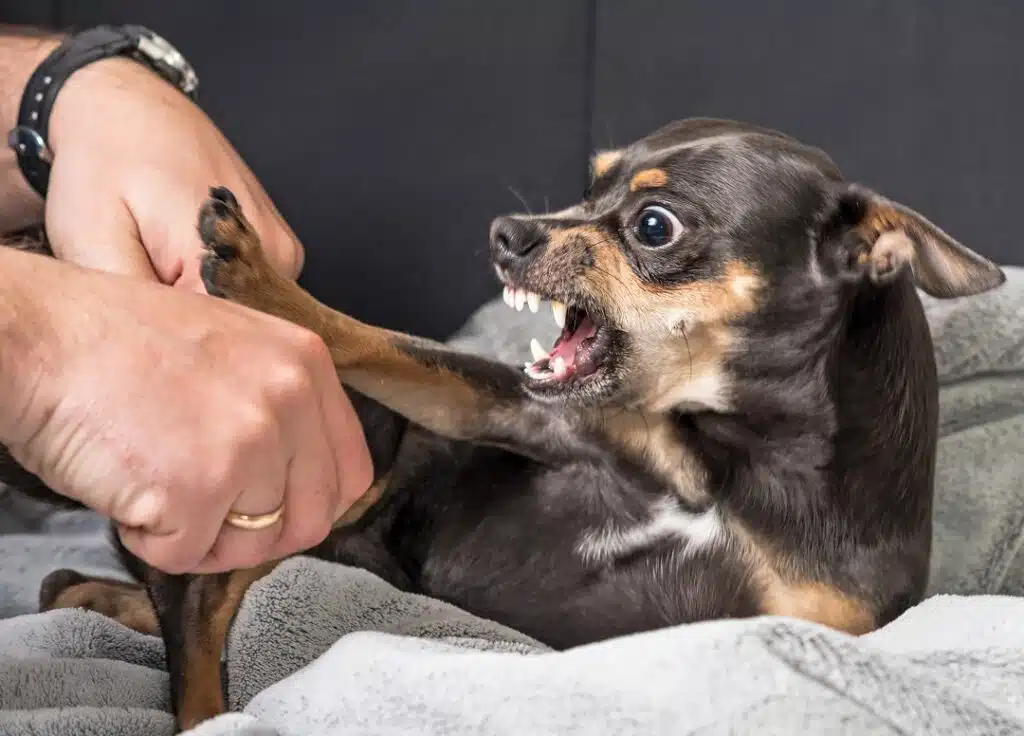 Reasons for nipping or biting in Chihuahuas