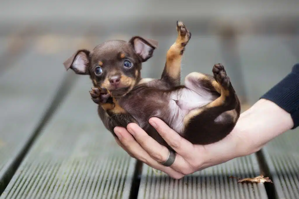 Teacup type of Chihuahua
