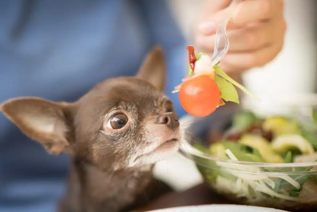 chihuahua looks at fruit