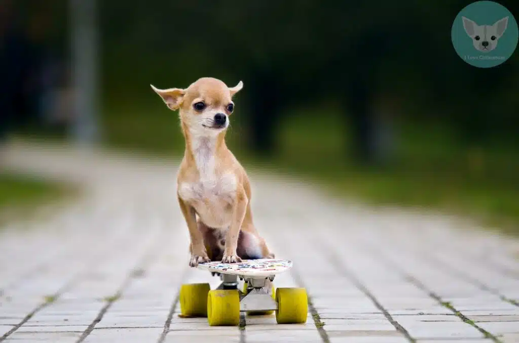 How long do Chihuahuas live? All about the Chihuahua lifespan