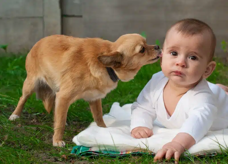 Why do chihuahuas lick your face, especially babies'?