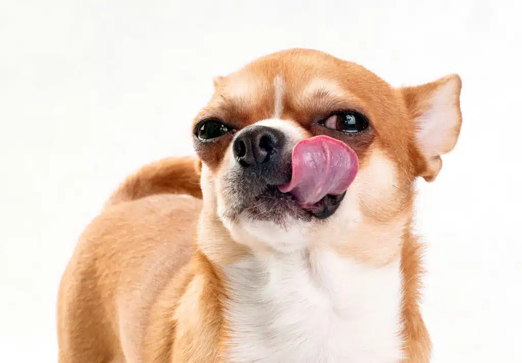 Why does your Chihuahua lick your face so much?