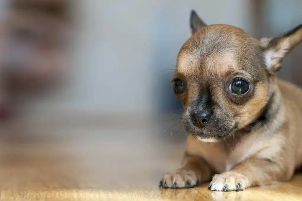 Cute Chihuahua sitting 