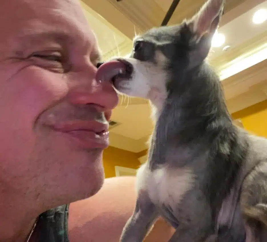 Rescued Chihuahua licking Bobby at the Bobby Humphreys Chihuahua Sanctuary